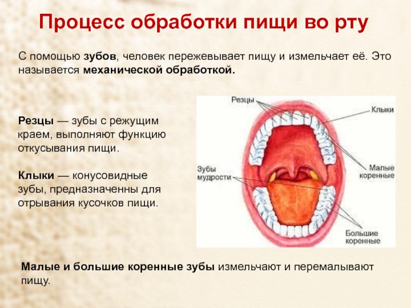 Классы полости рта. Обработка пищи в ротовой полости. Пищеварение в ротовой полости зубы. Переработка пищи в ротовой полости. Основные процессы пищеварения в ротовой полости.