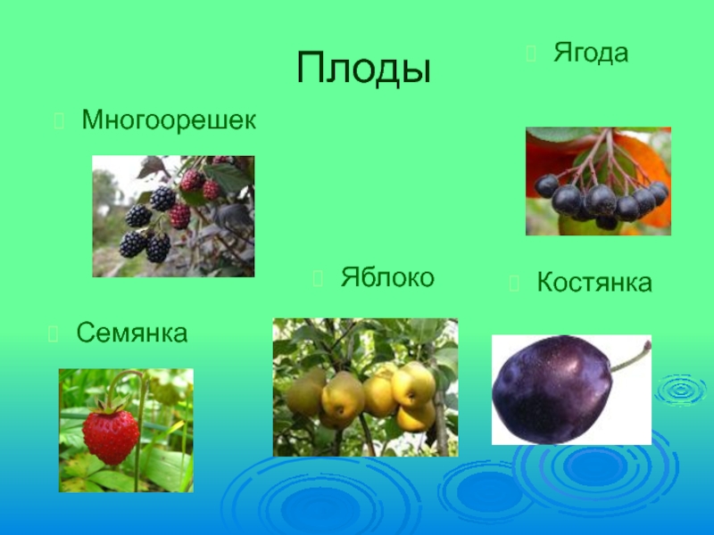 Ягодой является плод. Семянка и костянка. Многоорешек плод. Плоды ягода и костянка. Плод ягода яблоко костянка.