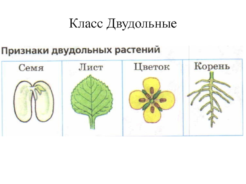 Покрытосеменные два класса. Двудольные цветковые растения. Покрытосеменные двудольные. Класс двудольные растения. Двудольные примеры растений двудольные растения.