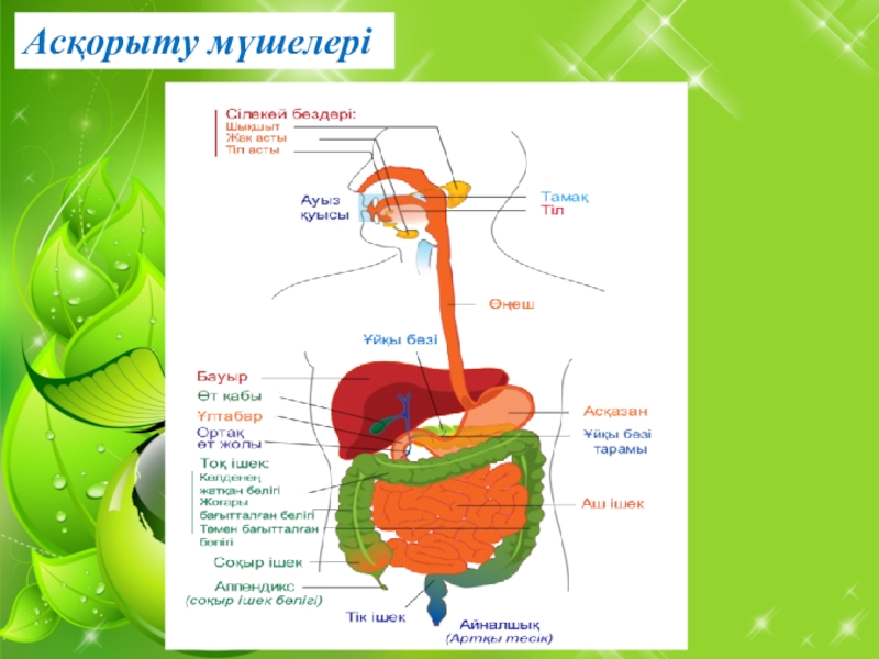Ас қорыту жүйесінің жас ерекшеліктері презентация