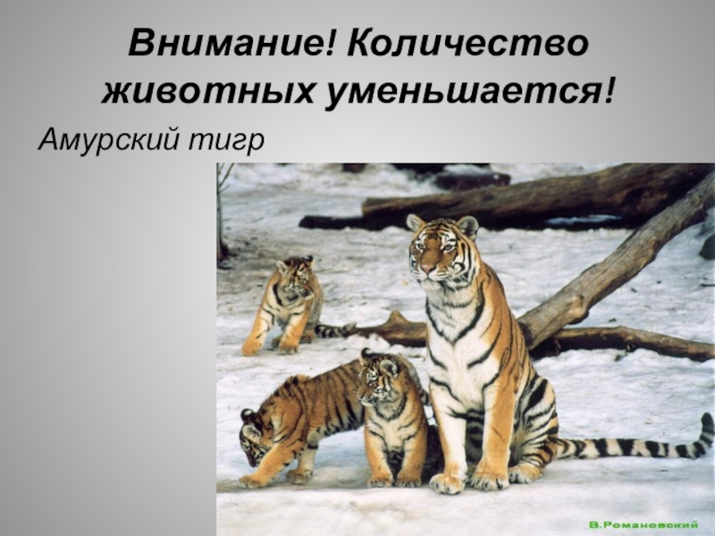 Амурский тигр красная книга 2 класс. Животные красной книги России Амурский тигр. Желтые страницы красной книги Амурский тигр. Красная книга России животные Амурский тигр 2 класс. Тигр проект.