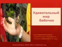 Презентация Удивительный мир бабочек