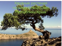 Презентация по окружающему миру на тему Разнообразие растений