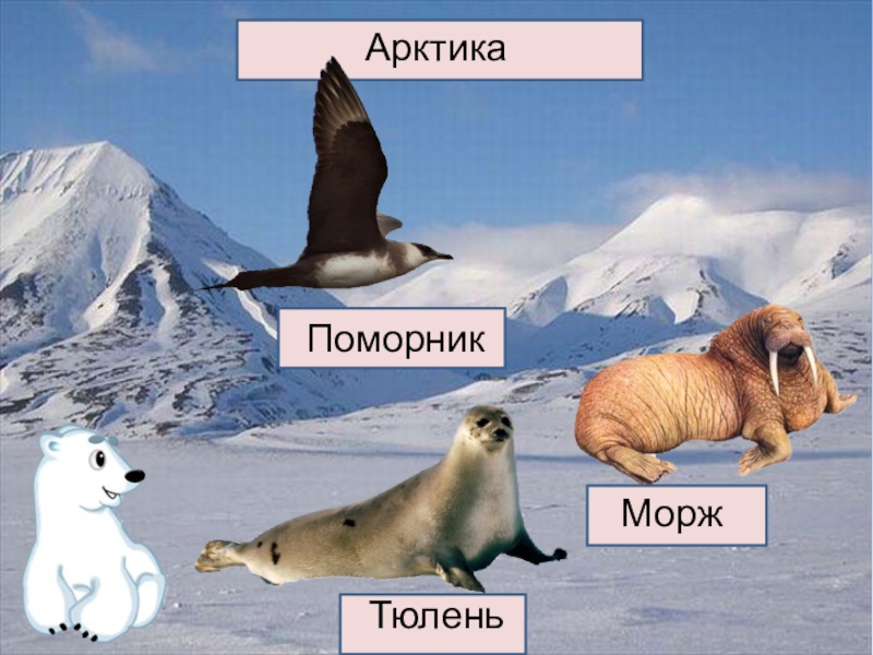 животные полярного пояса. окружающий мир животные арктики. животные и растения арктики. животные арктики. животные арктики 1 класс.