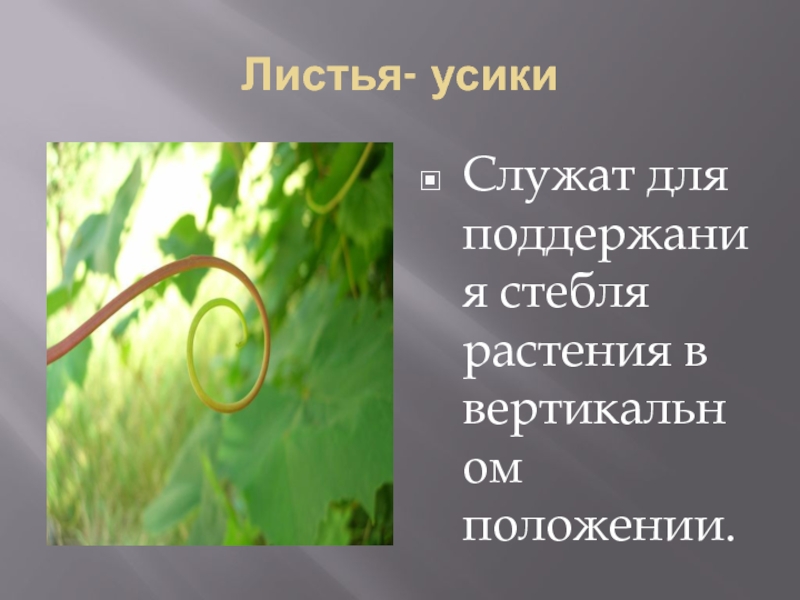 Лист 6 класс презентация. Влияние факторов на строение листа. Влияние условий среды на строение листа. Видоизменения листьев.. Влияние факторов на строение листьев. Влияние факторов среды на строение листа.