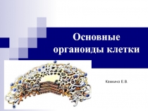 Основные органоиды клетки