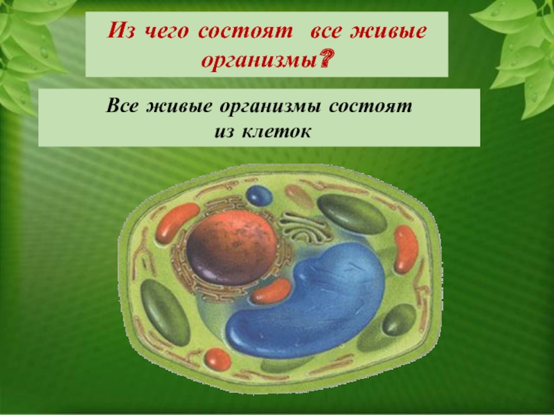 Работая с микроскопом ты убедился что живые организмы состоят из клеток нарисуй любые клетки