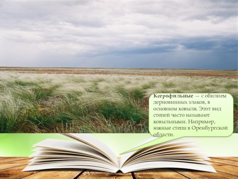 Окружающий 4 класс тема степь. Интересные факты о степи. Интересные факты о степи России. Зона степей интересные факты. Интересные факты о степи 4 класс.