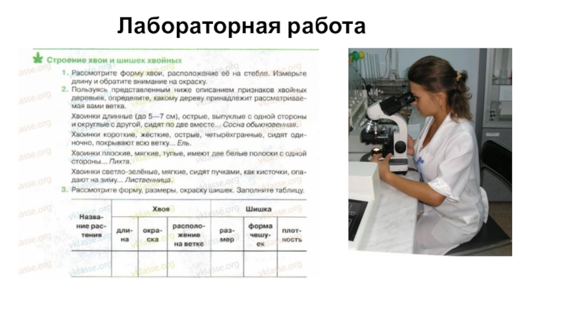 Лабораторная работа 5. Лабораторная работа по биологии 5 класс Голосеменные. Строение хвои и шишек хвойных лабораторная работа. Лабораторная работа по голосеменным. Биология 5 класс строение хвои и шишек хвойных.