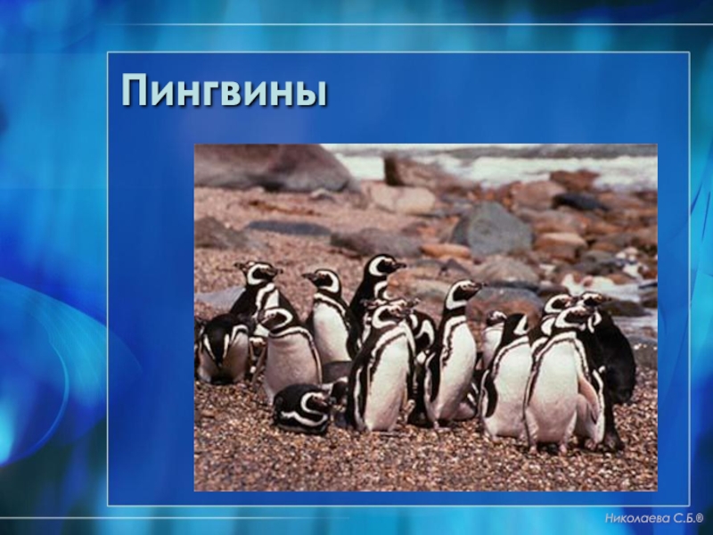 Тест по географии по теме антарктида. Изучение пингвинов. Рыбы Антарктиды презентация.