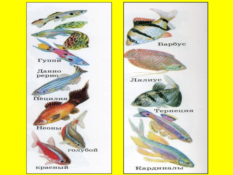 Аквариумные рыбы для детей. Аквариумные рыбки с названиями для детей. Аквариумные рыбы названия. Аквариумные рыбки рисунки и названия. Аквариумные рыбы для детей с названиями.
