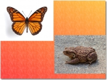 Презентация по литературному чтению Серая звёздочка