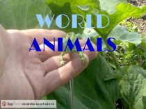 Презентация по английскому языку на тему Дикие животные