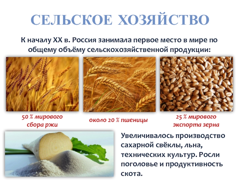СЕЛЬСКОЕ ХОЗЯЙСТВОК началу XX в. Россия занимала первое место в мире по общему объёму сельскохозяйственной продукции:50 %