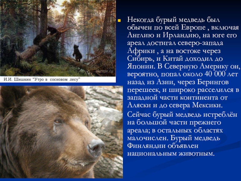 Некогда бурый медведь был обычен по всей Европе , включая Англию и Ирландию, на юге его ареал