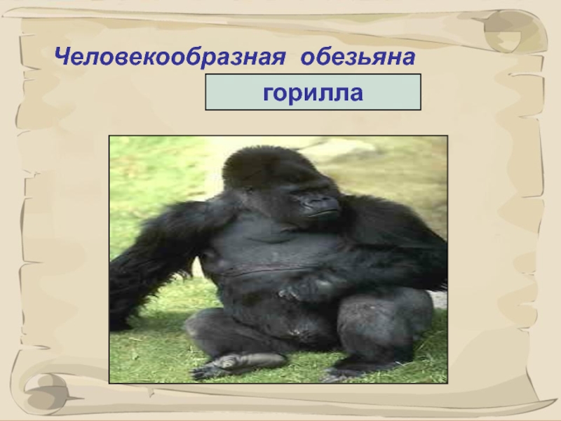 Горилла человекообразная обезьяна. Человекообразные обезьяны. Горилла человекообразная. Презентация на тему гориллы. Горилла отряд млекопитающих.