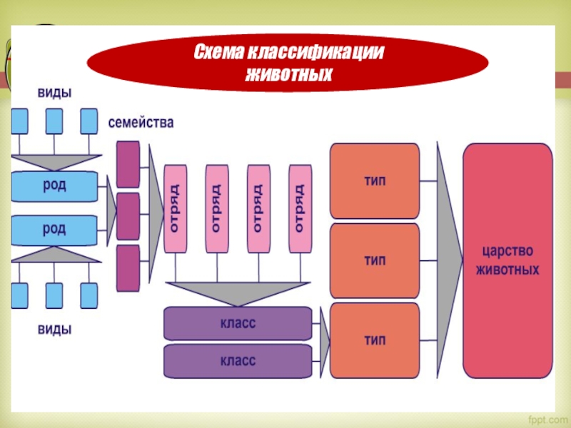 План классификации животных