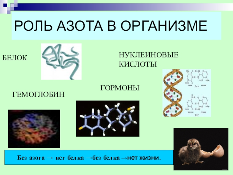 4 элемента живых организмов. Роль азота в организме. Роль азота в организме человека. Роль азота в живых организмах. Азотистые соединения в организме.