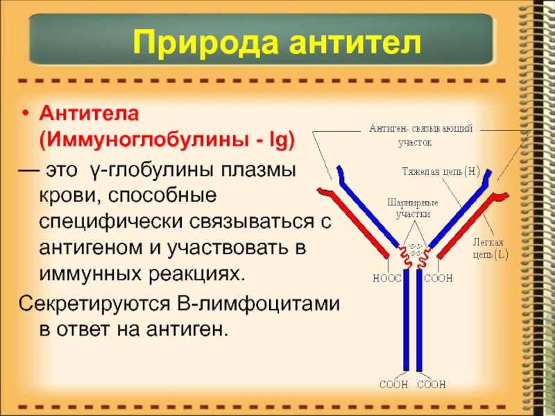 Антиген определение. Антитела. Антритеил. Природа антител. Антитела иммунология.