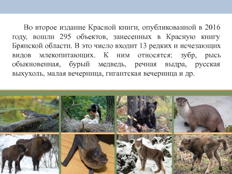 Животные занесенные в красную книгу брянской области с фото и описанием