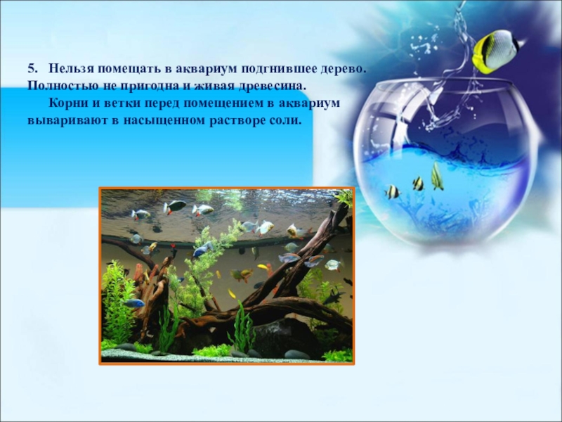 Какие организмы живут в аквариуме биология. Аквариум искусственная экосистема. Биогеоценоз аквариума. Аквариум модель экосистемы. Аквариум и его обитатели.