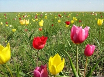 Презентация применения технологии УДЕ на уроках биологии