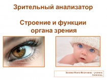 Презентация по биологии: Зрительный анализатор