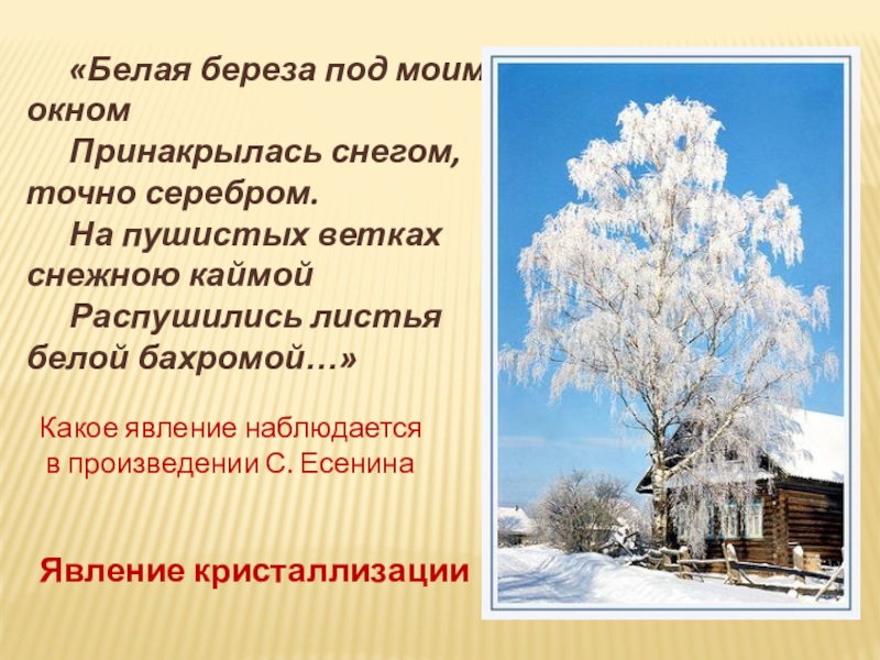 Белая береза стихотворение 2 класс васильев. Стихотворение Есенина береза белая береза под моим окном.