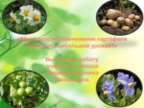 Презентация к исследовательской работе Какой способ размножения картофеля приносит наибольший урожай?.