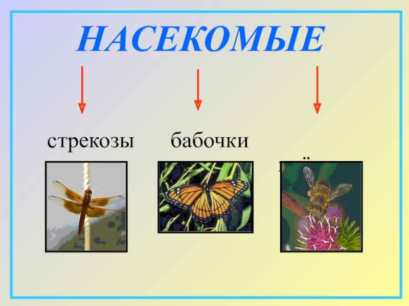 Презентация на тему мир животных 3 класс