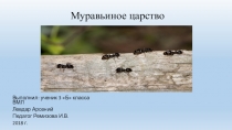 Презентация Исследовательская работа Муравьиное царство