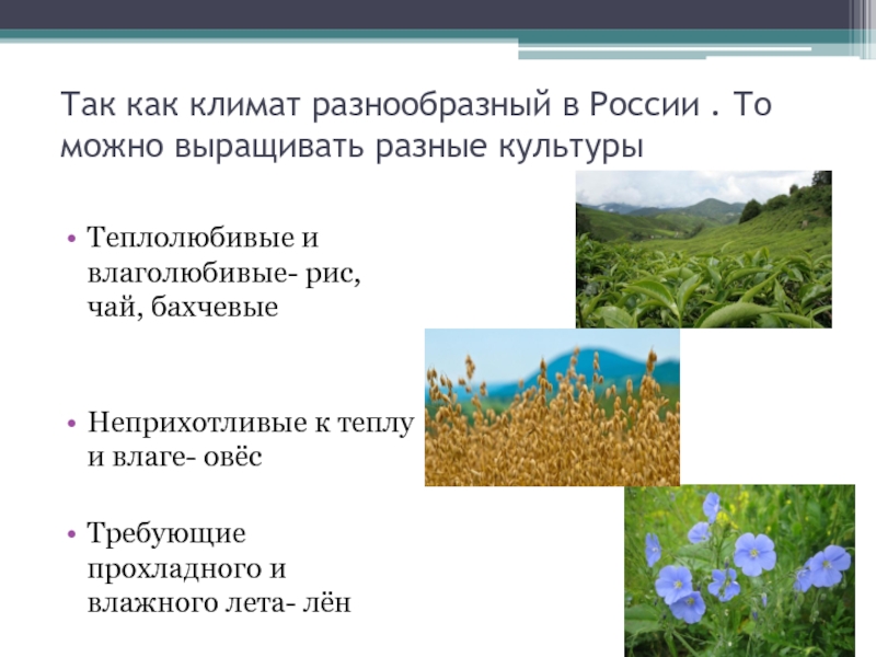 Так как климат разнообразный в России . То можно выращивать разные культурыТеплолюбивые и влаголюбивые- рис, чай, бахчевыеНеприхотливые