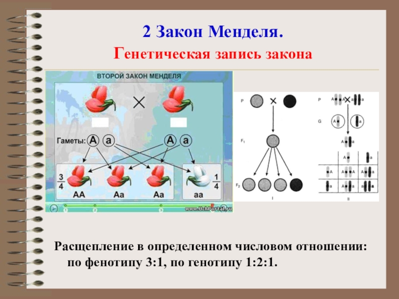 Генетические схемы законов менделя