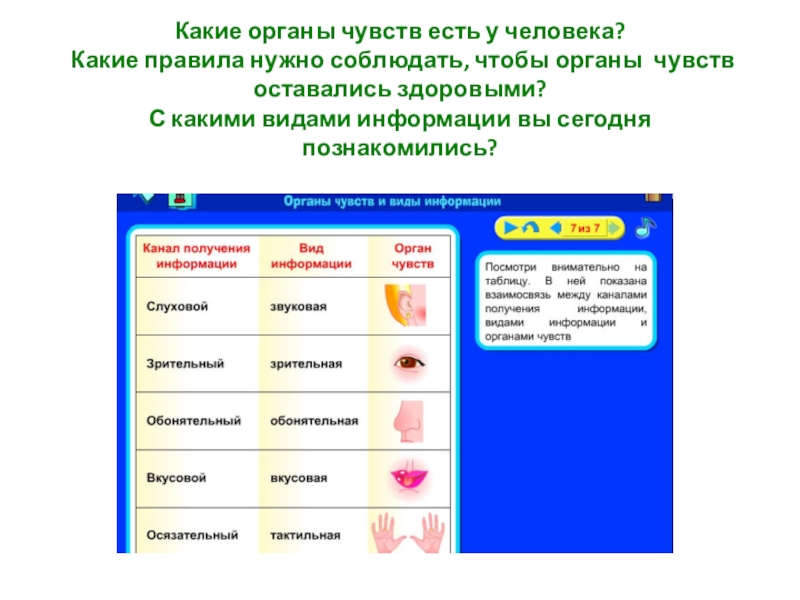 Установить соответствие органы чувств