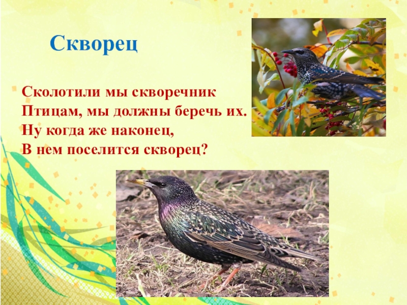 Произведение скворцы. Скворец для дошкольников. Скворец описание. Загадка про скворца для детей. Скворец описание для детей.