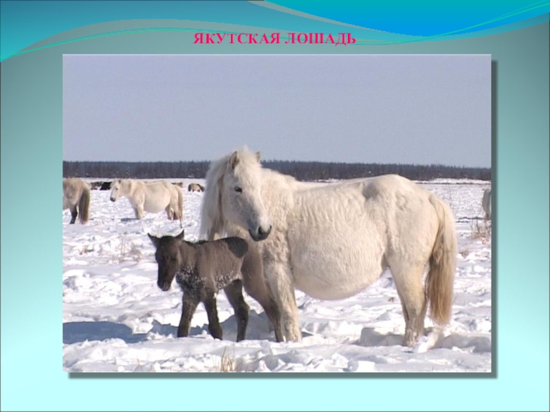 Презентация животные якутии