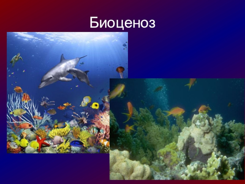 ярусность водоема. цепь питания в антарктиде. водные экосистемы. пищевая цепь моря. экосистема моря.