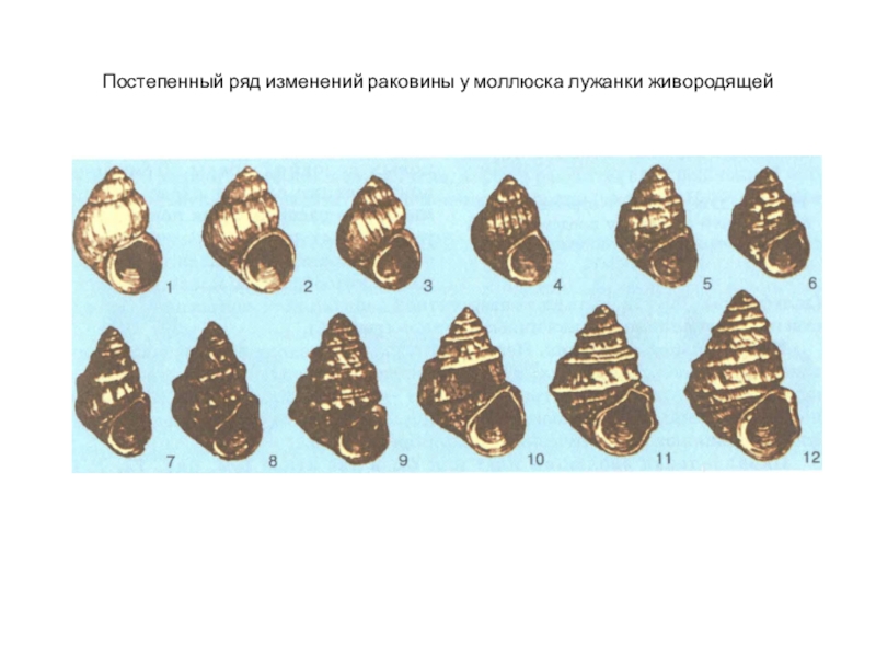 Ряд изменений. Постепенный ряд изменений раковины у моллюска Лужанки живородящей. Филетическая Эволюция раковины у моллюсков. Филогенетический ряд моллюска Лужанки. Филогенетический ряд м.