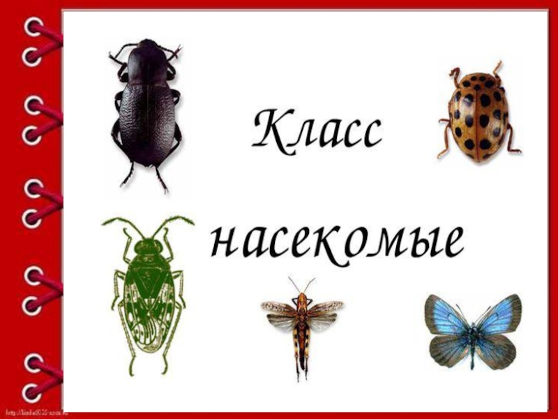 Насекомые биология 7. Класс насекомые. Класс насекомые презентация. Класс насекомые биология. Насекомые 7 класс биология.