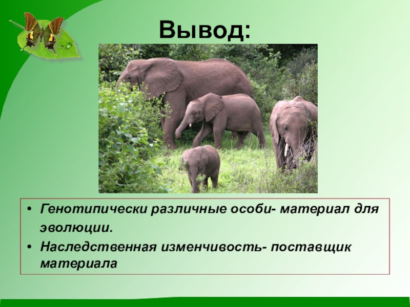 Популяция структурная единица вида и эволюции презентация 11 класс