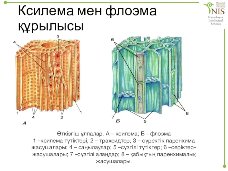 Ксилема и флоэма рисунок