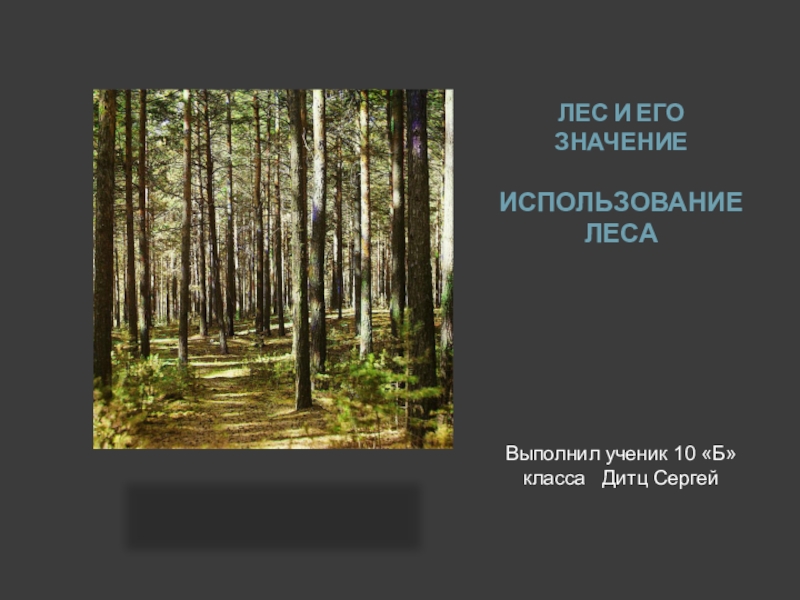 Презентация по географии Значение леса. Использование лесных ресурсов, ученик 10 класса Дитц Сергей