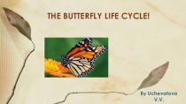 Презентация по английскому языку на тему Butterfly life cycle
