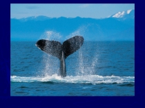 Презентация по геометрии на тему Движение в пространстве(11 класс)