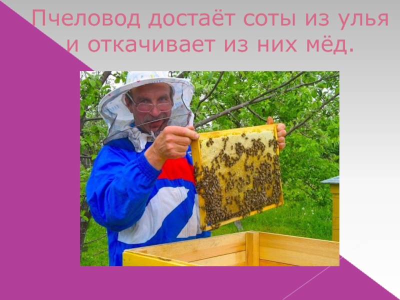 Пчеловод достаёт соты из улья и откачивает из них мёд.