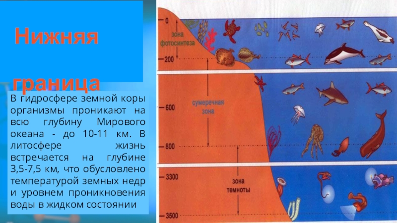 Схема живые организмы в океане