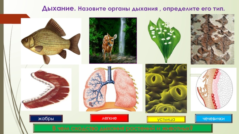 Дыхание живых организмов. Живые организмы с разными типами дыхания. Органы дыхания живых организмов. Дыхание живых организмов 6 класс.