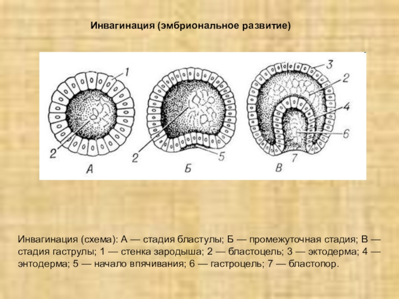 Многоклеточный двухслойный зародыш. Строение бластулы. Бластоцель у гаструлы. Впячивание бластулы. Гаструла ланцетника впячивание.