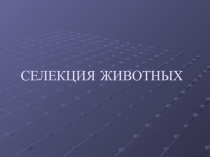 Презентация по теме Селекция животных