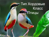 Презентация по биологии Птицы